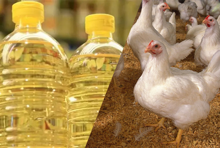 Soybean oil shortage persists as egg, chicken prices stay high