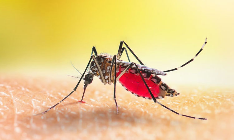 329 new dengue patients admitted in Khulna hospitals