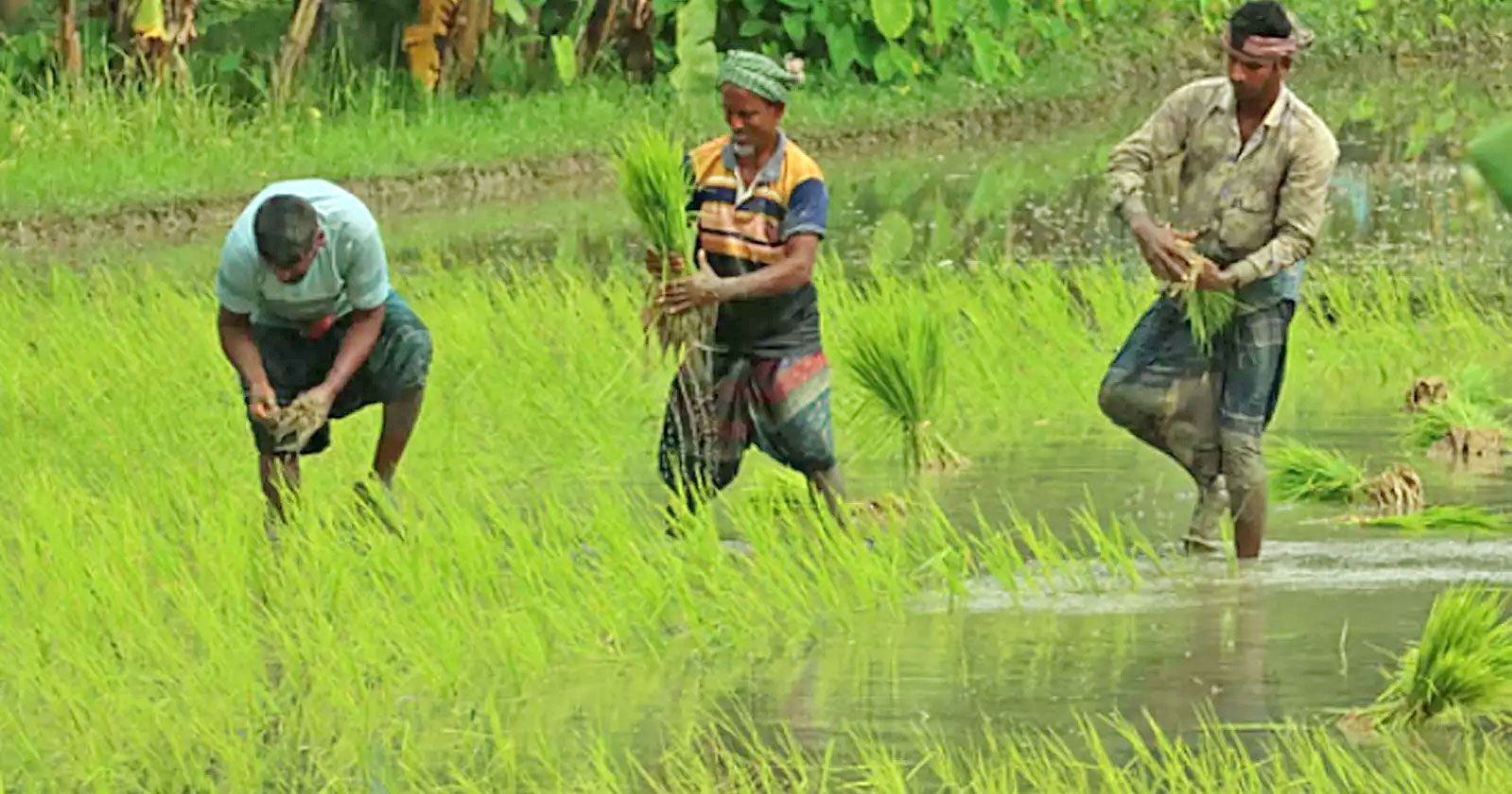 Hope Rises for Northern Farmers with Aman Harvest