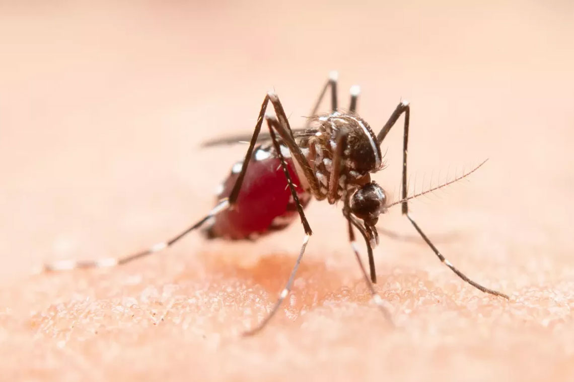 Dengue claims 9 more lives, 1,954 hospitalised in 24hrs